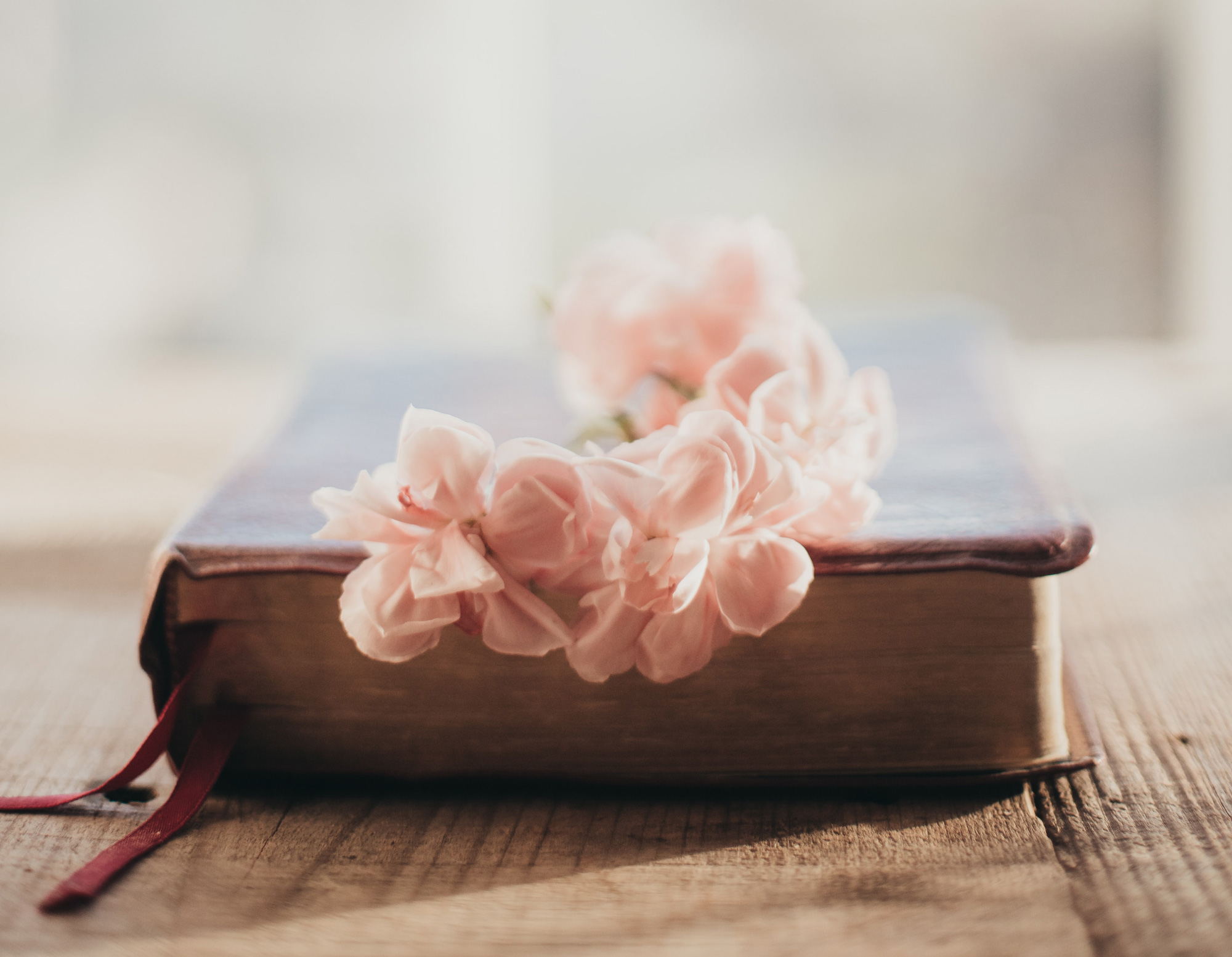 Bibel med blomst. Foto: Unsplash.