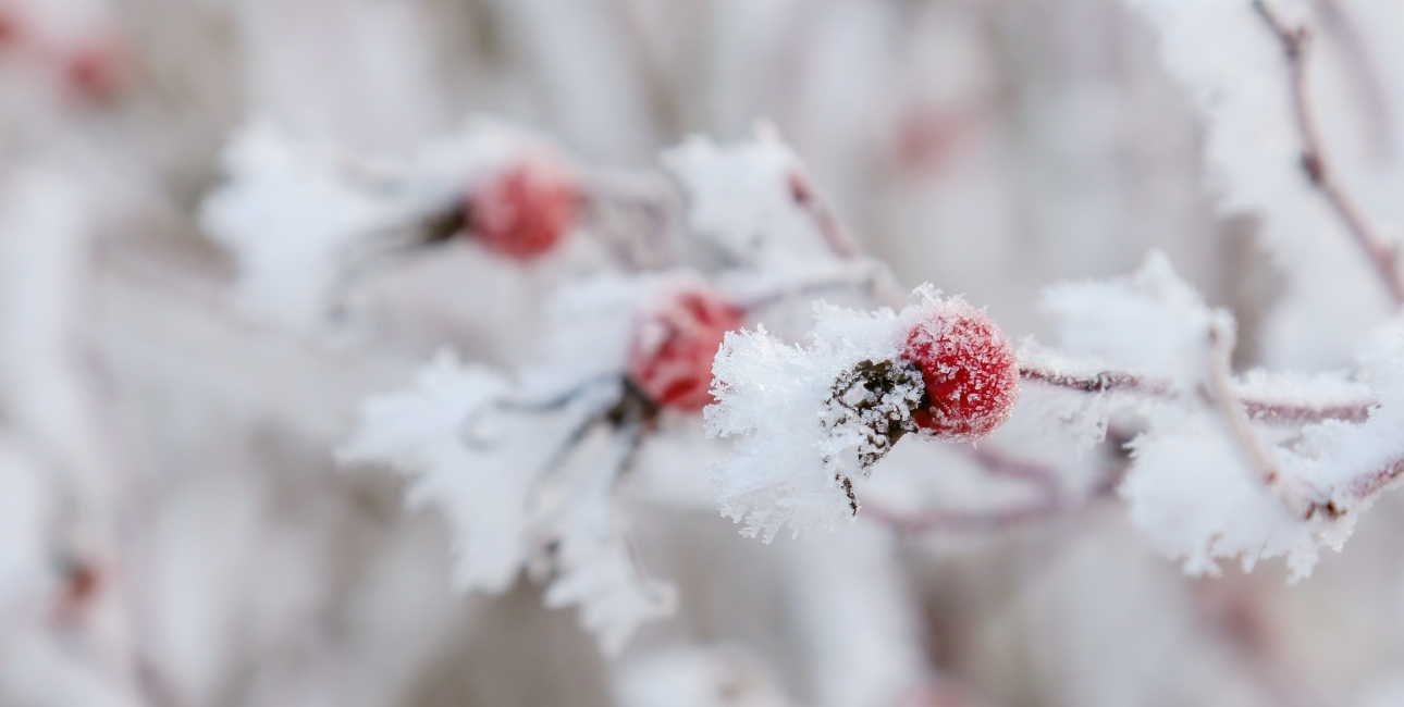 Vinterbær. Foto: Colourbox.