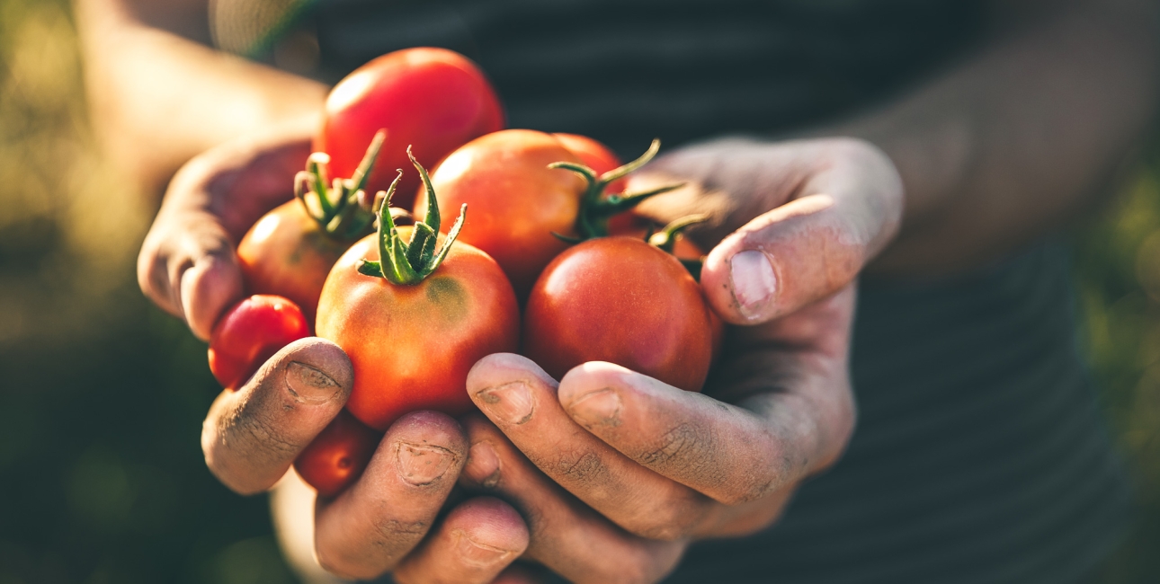 Tomater. Foto: Shutterstock / Mongione.