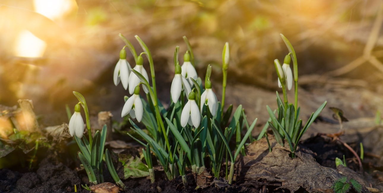 Vintergækker. Foto: Shutterstock.