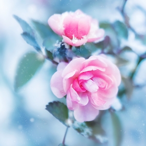 Rose, vinter. Foto: Shutterstock.