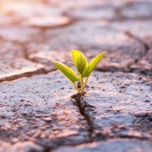 Spire i ørken. Foto: Shutterstock.
