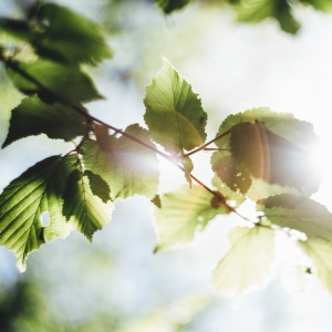 Bøgetræ. Foto: Unsplash.