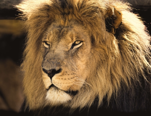 Løven Aslan i Narnia-romanerne er en tydelig parallel til Kristus. Foto: Pixabay. 