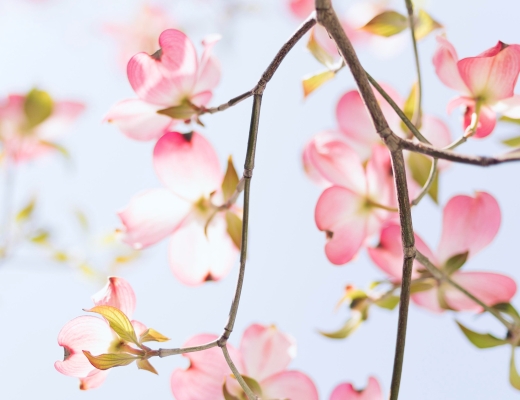Kirsebærblomster. Foto: Unsplash.