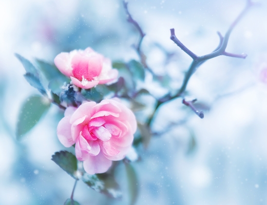 Rose, vinter. Foto: Shutterstock.