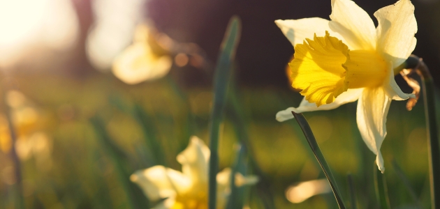 Påskelilje. Foto: Unsplash.