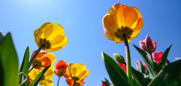 Tulipaner - himmel. Foto: Unsplash.