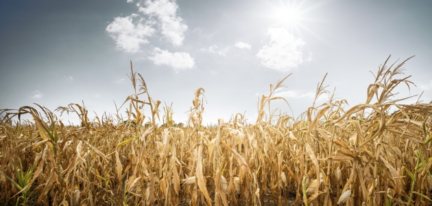 Tørke. Foto: M.mphoto / Shutterstock.