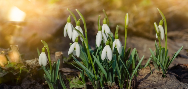 Vintergækker. Foto: Shutterstock.