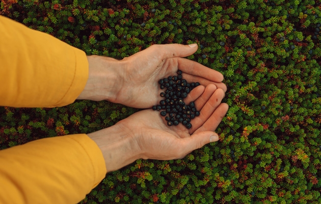 Sortebær. Foto: Aleksey Usikov / Shutterstock.