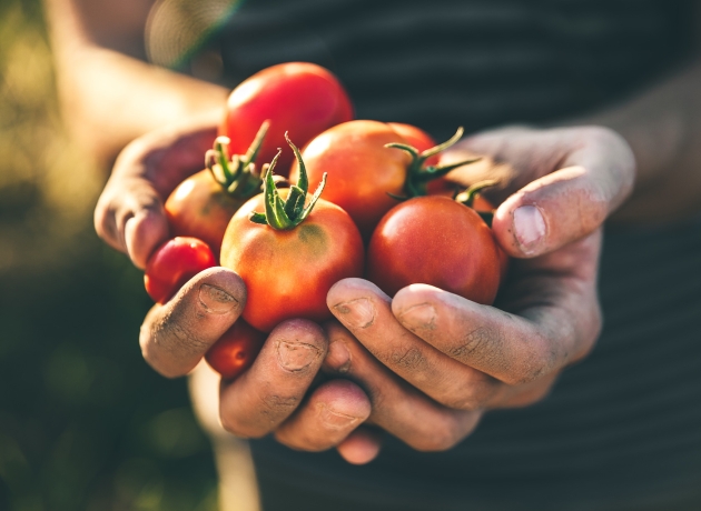 Tomater. Foto: Shutterstock / Mongione.